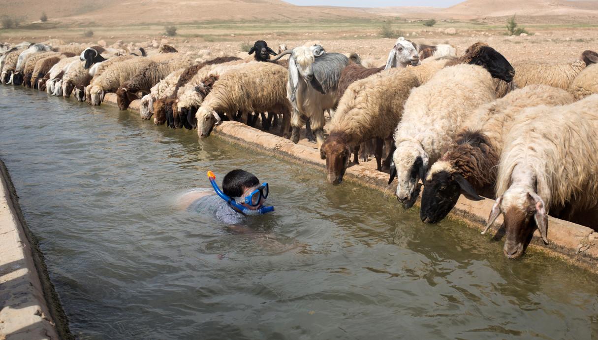 8.4 ילד ישראלי שוחה עם כבשים