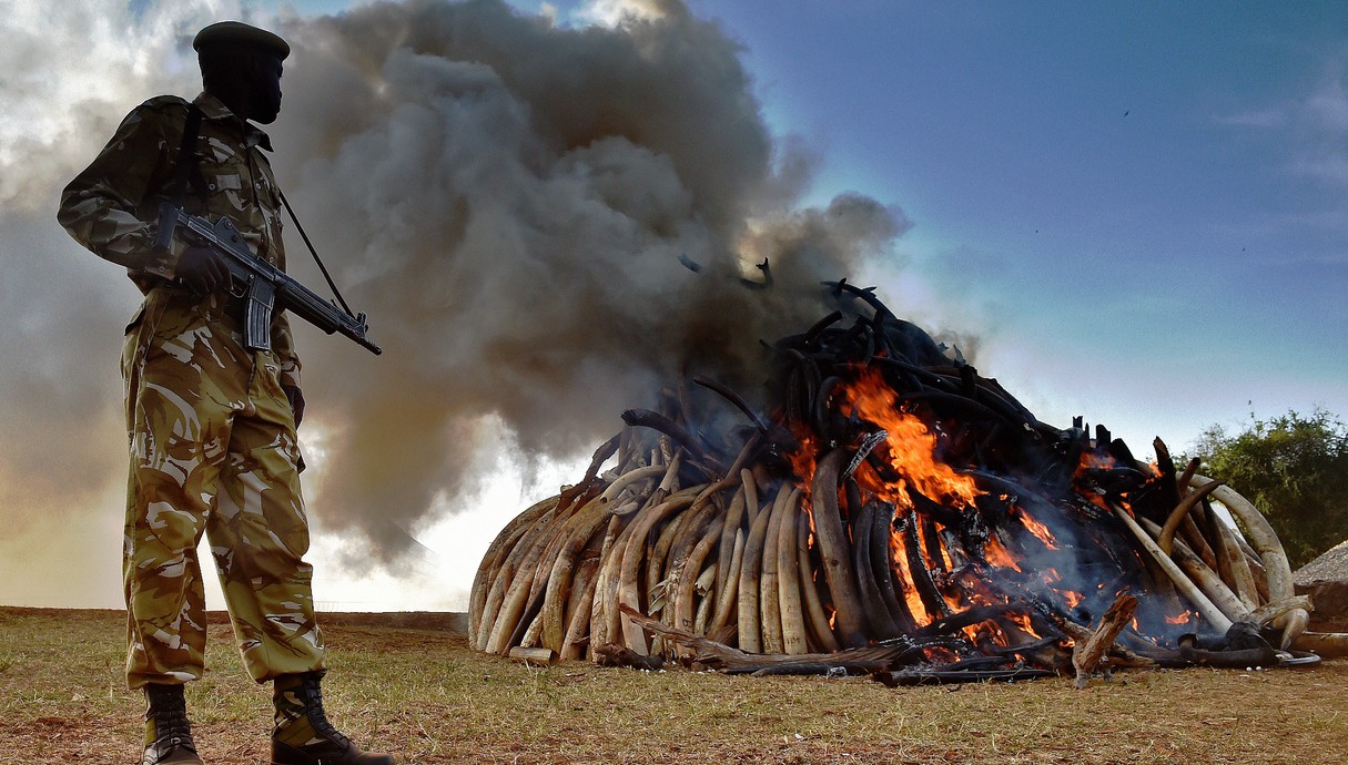3.3 חייל בקניה לצד 15 טון של שנהב