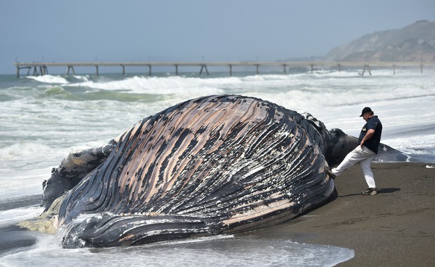 5.5 לוויתן על החוף (צילום: אימג'בנק/AFP)