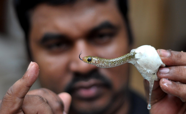 5.6 חוקר נחשים בהודו (צילום: אימג'בנק/AFP)