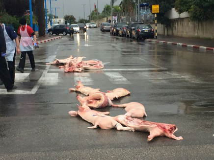החזירים על הכביש (צילום: עיריית ראשון לציון)