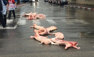 החזירים על הכביש (צילום: עיריית ראשון לציון)