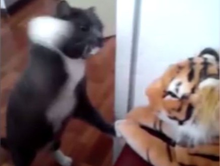 חתול נגד נמר (צילום: יוטיוב)