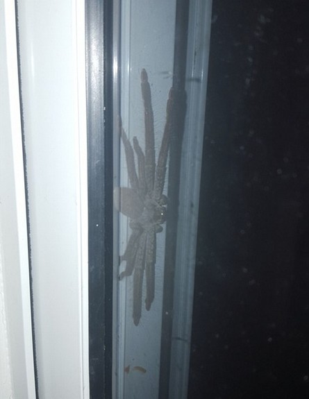 עכביש ענק (צילום: Reddit)