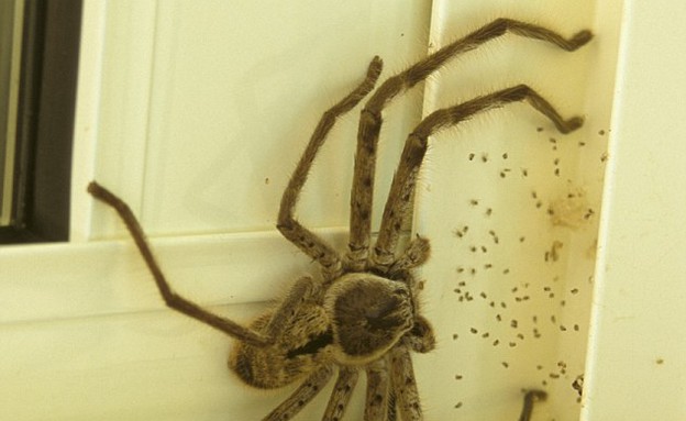 עכביש ענק (צילום: Reddit)