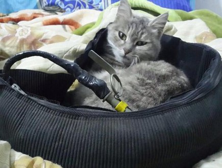 הג'יהאדיסט שמפרסם תמונות פרופגנדה של חתולים (צילום: misleddit.com)