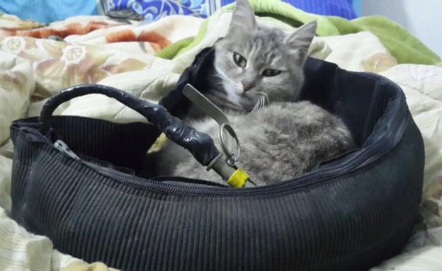 הג'יהאדיסט שמפרסם תמונות פרופגנדה של חתולים (צילום: misleddit.com)