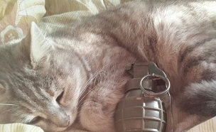 חתול בשירות דאעש (צילום: telegram)