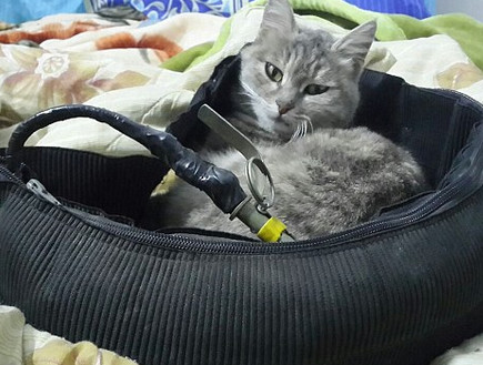 חתול בשירות דאעש (צילום: telegram)