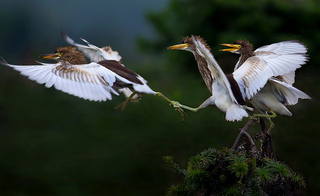 ציפורים, סין (צילום: Jianhui Liao / www.tpoty.com)