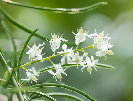 אספרגוס הודי, צמחי מרפא לכאבי מחזור (צילום: אימג'בנק / Thinkstock)