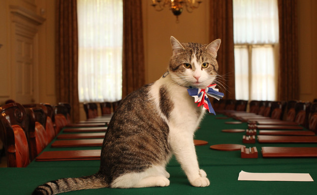 לארי, החתול של דאונינג 10, מתכונן לחתונת הנסיך וויליאם, 2011 (צילום: WPA Pool, GettyImages IL)
