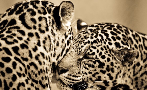 אהבת נמרים (צילום: gorananastasovski.com)