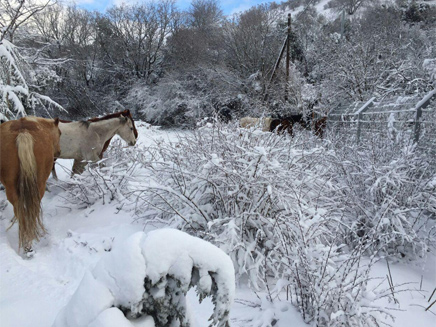 גם הסוסים בגולן כוסו בשלג (צילום: שפי מור)