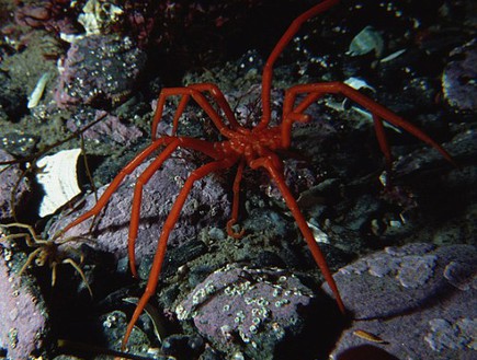 עכבישי ענק (צילום: dailymail.co.uk)