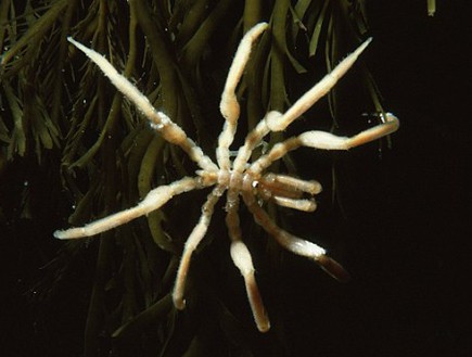 עכבישי ענק (צילום: dailymail.co.uk)