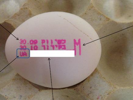 זהירות: סלמונלה בביצים מאוקראינה