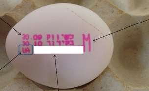 זהירות: סלמונלה בביצים מאוקראינה