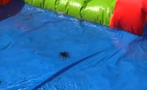 עכביש בבריכה (צילום: יוטיוב)