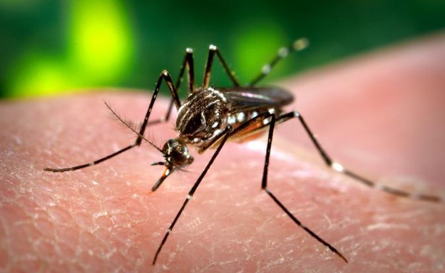 יתוש אדס, נגיף הזיקה (צילום: James Gathany, wikimedia)
