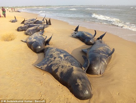 התאבדות לווייתנים (צילום: ברקרופט)