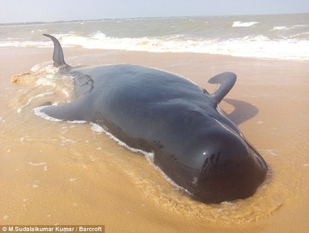 התאבדות לווייתנים (צילום: ברקרופט)