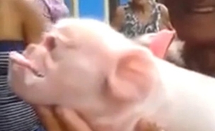 חזיר פרצוף קוף (צילום: יוטיוב)