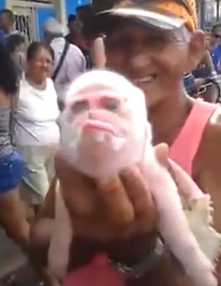 חזיר פרצוף קוף (צילום: יוטיוב)