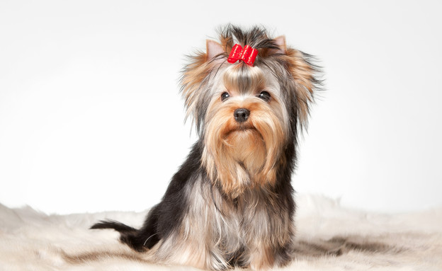 כלב (צילום: dien, Shutterstock)