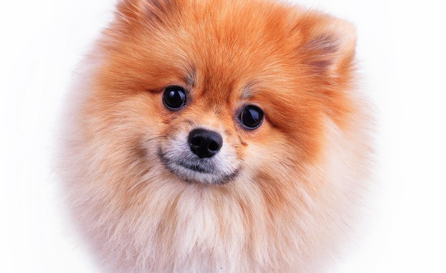 כלב קטן (צילום: Suti Stock Photo, Shutterstock)