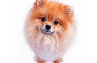 כלב קטן (צילום: Suti Stock Photo, Shutterstock)
