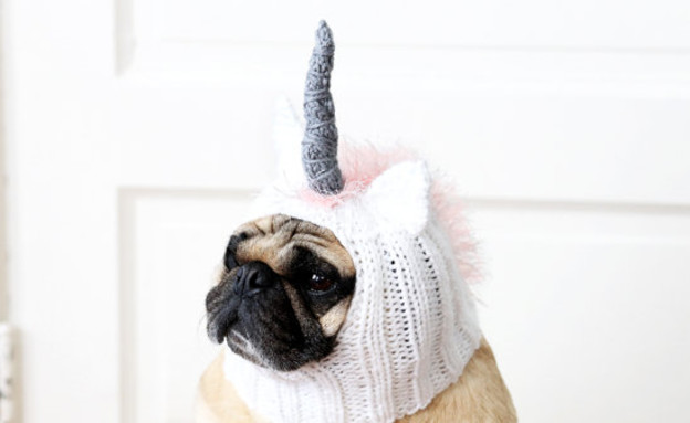 כובע לכלב (צילום: מתוך etsy)