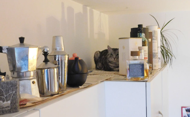 חתול במטבח (צילום: צילום ביתי)