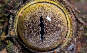 של מי העין (צילום: נשיונל ג'יאוגרפיק)