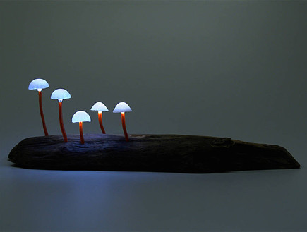 נורות פטריות (צילום: Yukio Takano)