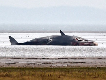 קבורת לווייתנים (צילום: ניוזסטים)