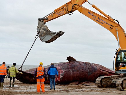 קבורת לווייתנים (צילום: ניוזסטים)