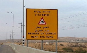 שלט - זהירות גמלים בקרבת הדרך (צילום: חדשות 2)