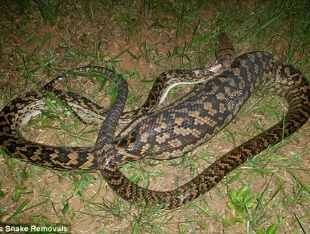 נחש פיתון בולע (צילום: Cairns Snake Removals)