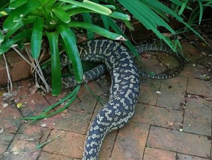 נחש פיתון בולע (צילום: Cairns Snake Removals)