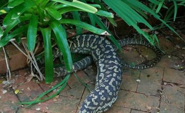 נחש פיתון בולע (צילום: Cairns Snake Removals)