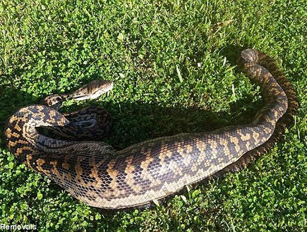 נחש פיתון בולע (צילום: Cairns Snake Removals)