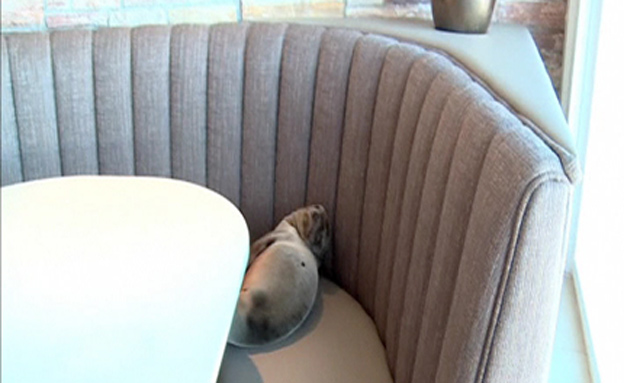 מה חיפש כלב הים במסעדה? (צילום: רויטרס)