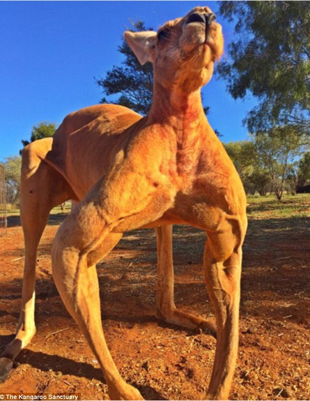 קנגורו שרירי (צילום: The Kangaroo Sanctuary)