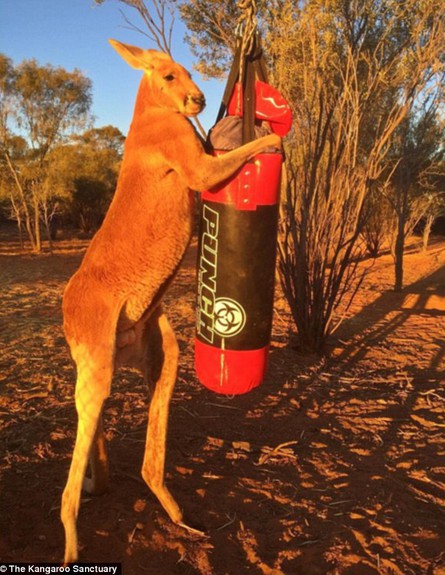 קנגורו שרירי (צילום: The Kangaroo Sanctuary)