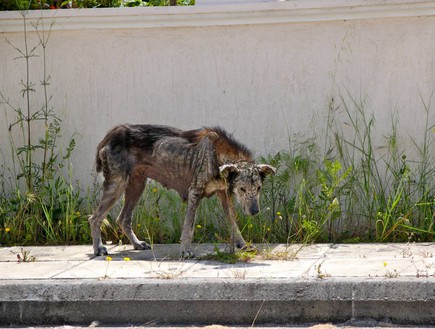 כלבת אבן (צילום: וליה אורפנידו)