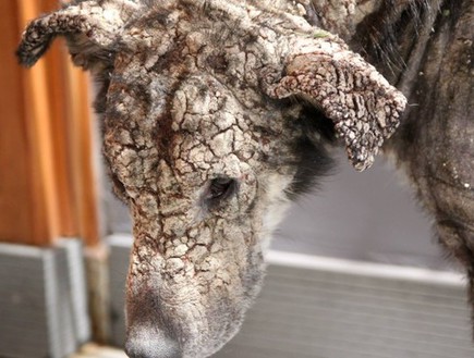 כלבת אבן (צילום: וליה אורפנידו)