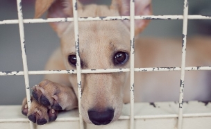 כלב בכלוב, אילוסטרציה (צילום: Shutterstock)
