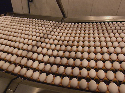 שוב: סכנת סלמונלה בביצים (צילום: חדשות 2)