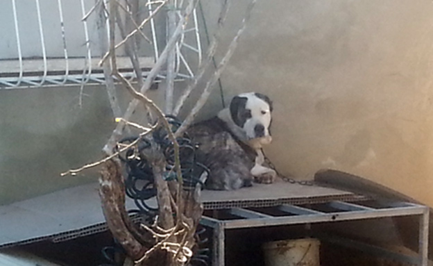 כלב בחצר בבאר יעקוב (צילום: תנו לחיות לחיות)